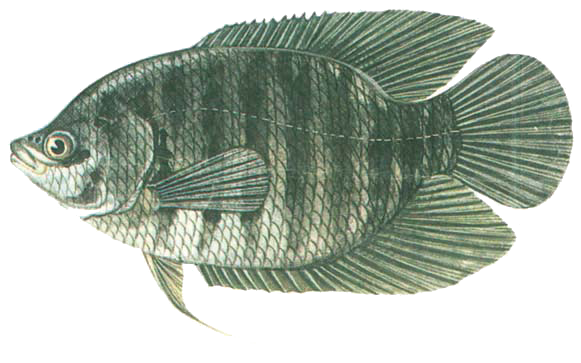Cá Tai Tượng